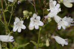 Manyflower beardtongue